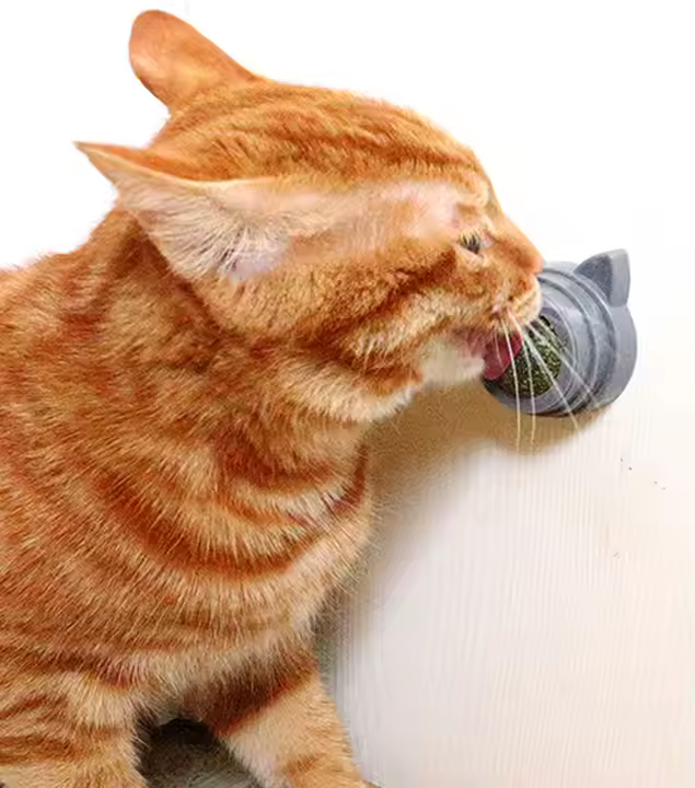 Roterande Tandrensande Kattmyntaboll