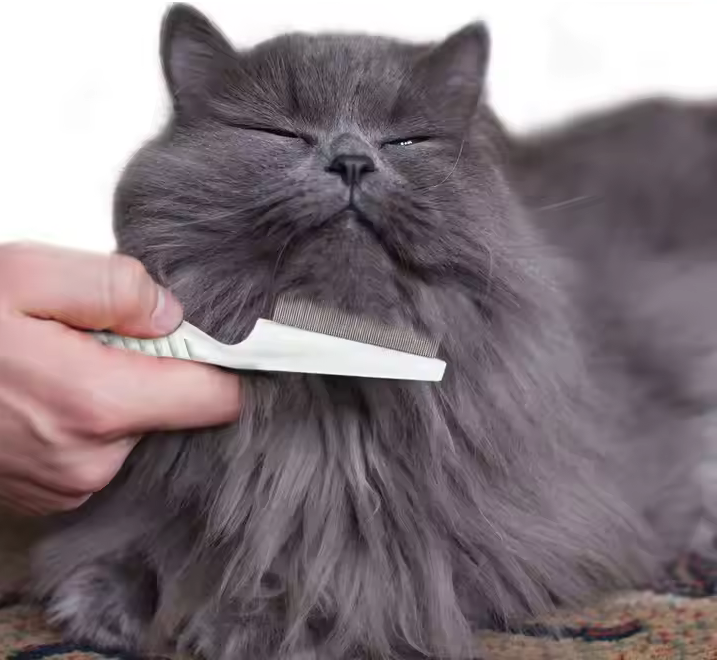 Mjuk Kattkam